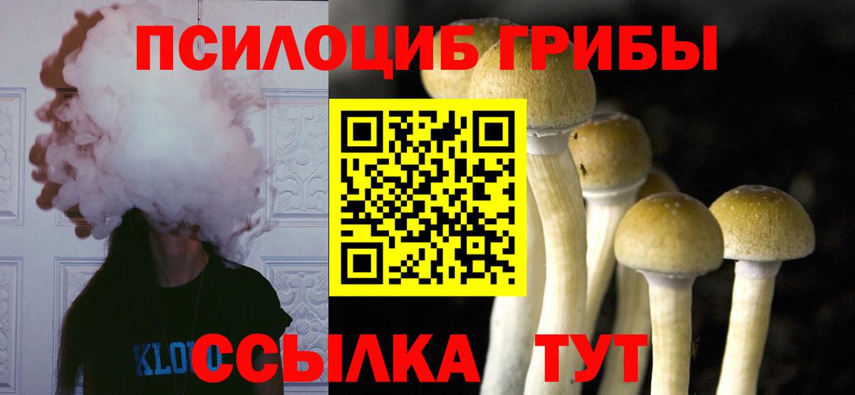 Псилоцибиновые грибы Psilocybe Новоалтайск